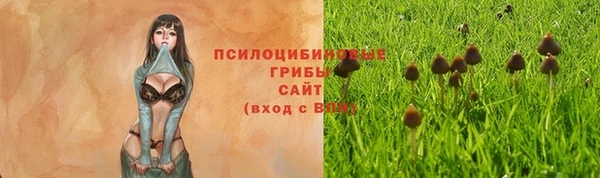 ГАЛЛЮЦИНОГЕННЫЕ ГРИБЫ Новозыбков